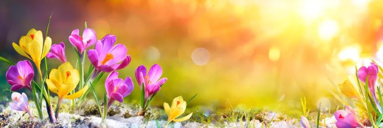 Brudenell, Lyndoch and Raglan